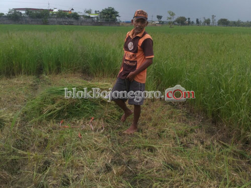 Masa Panen Mundur, Disperta Khawatir Pengaruhi Hasil Panen